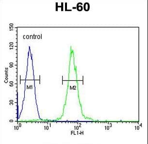 ALDP / ABCD1 Antibody (aa257-285)