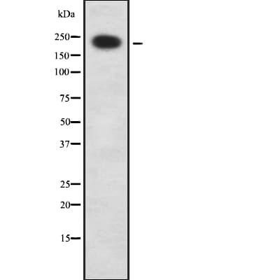 ESPL1 / Separase Antibody