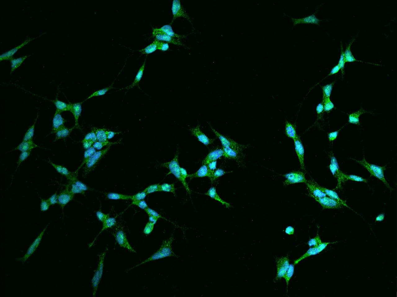 ZNF768 Antibody