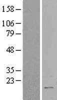Human RBM3 Protein (Over-Expression Lysate Myc-DDK (Flag))