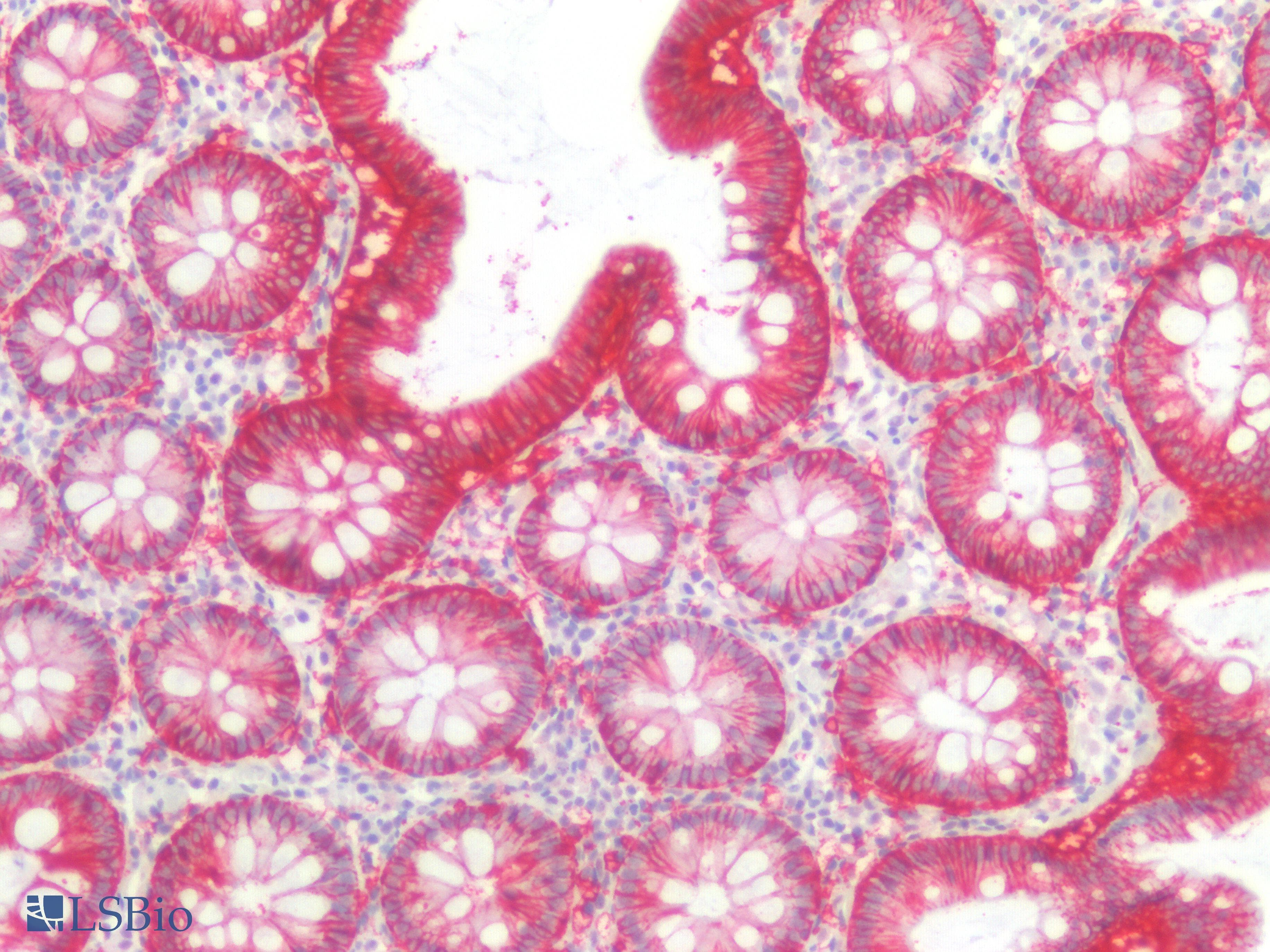 PathPlus™ EPCAM Antibody