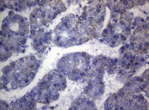 SHMT / SHMT2 Antibody (clone OTI1E6, Carrier-free)