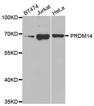 PRDM14 Antibody