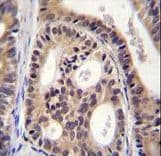 SPECC1L Antibody (aa108-136)