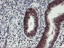 ANKRD53 Antibody (clone OTI2A8)