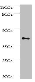 TFDP1 Antibody (aa1-290)
