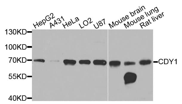 CDY1 Antibody