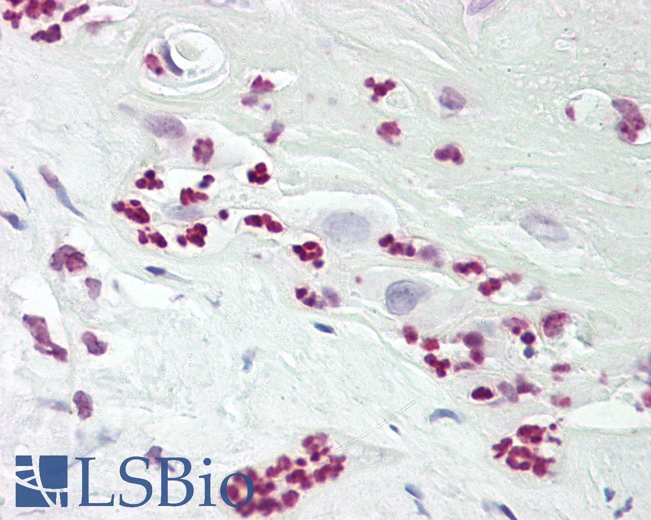 IHC-plus™ USP50 Antibody (aa251-300)