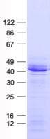 Human DNAJB7 Protein (Recombinant His, N-Terminal)