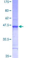 Human TAF12 Protein (Recombinant GST)
