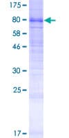 Human LMBRD1 Protein (Recombinant GST)