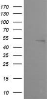 ZSCAN21 / Zipro1 Antibody (clone OTI2E5)
