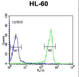 OMD / Osteomodulin Antibody (aa394-421)
