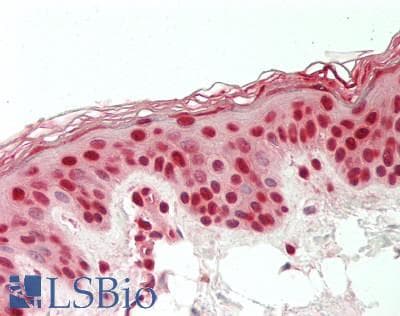 DDX39B / UAP56 Antibody (FITC)