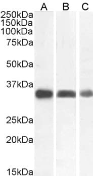 PathPlus™ Polyclonal Goat anti-Human CTSB / Cathepsin B Antibody (Internal Region, IHC, IF, WB)