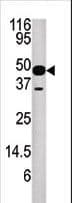 NUP54 Antibody (aa211-243)