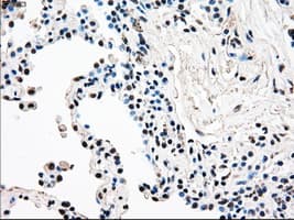 RAD9A / RAD9 Antibody (clone OTI7B11)