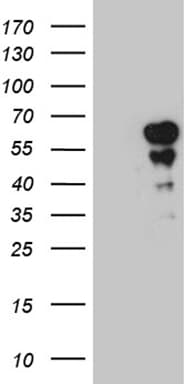 PAX7 Antibody (aa34-491, clone OTI4A7)