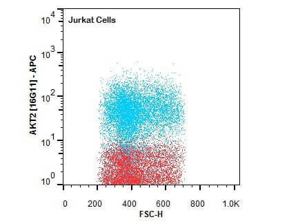 Monoclonal Rat anti-Human AKT2 Antibody (clone 16G11.E8, Internal, IHC, WB)