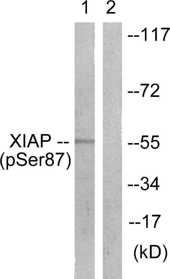 Polyclonal Rabbit anti-Human XIAP Antibody (phospho-Ser87, IHC, WB)