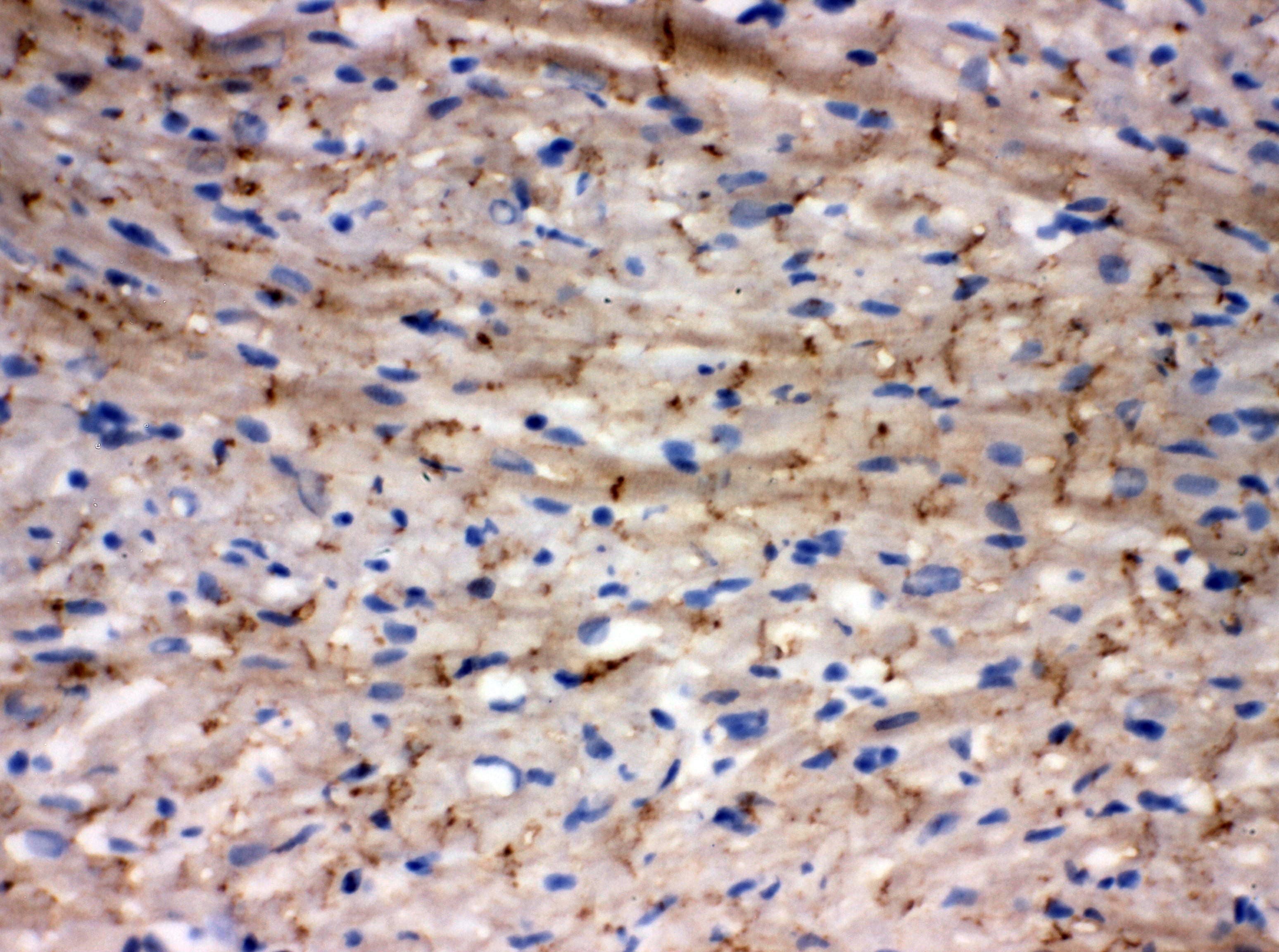 GJA1 / CX43 / Connexin 43 Antibody (aa351-367)