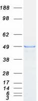 Human ZFYVE27 / Protrudin Protein (Recombinant Myc-DDK (Flag))