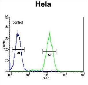 Polyclonal Rabbit anti-Human BCKDHB Antibody (aa41-70, IHC, IF, WB)