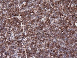 CD1C Antibody (clone OTI2D4, Carrier-free)