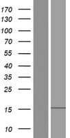 Human GRAPL Protein (Over-Expression Lysate Myc-DDK (Flag))