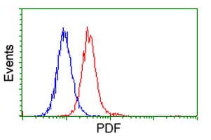 PDF / PLAB Antibody (clone OTI3C12)