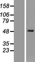 AK9 / AKD1 / AKD2 Protein (Over-Expression Lysate Myc-DDK (Flag))