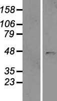 B4GAT1 / B3GNT1 Protein (Over-Expression Lysate Myc-DDK (Flag))
