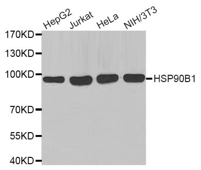 HSP90B1 / GP96 / GRP94 Antibody