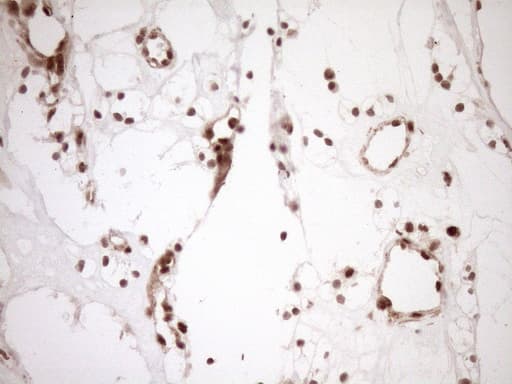 NUDT21 Antibody (aa2-227, clone OTI2C8)