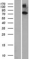 ZNF333 Protein (Over-Expression Lysate Myc-DDK (Flag))