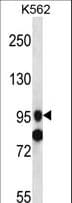 SIDT1 Antibody (aa412-441)