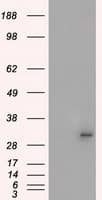 Monoclonal Mouse anti-Human PRKY Antibody (clone OTI4G7, Carrier-free, IHC, IF, WB)