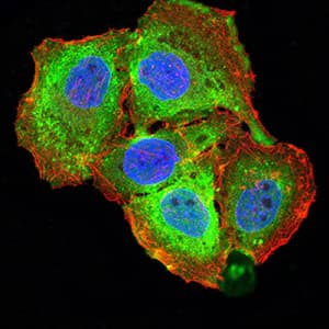 Monoclonal Mouse anti-Human BAFF / TNFSF13B Antibody (clone 6C3A2, IHC, WB)