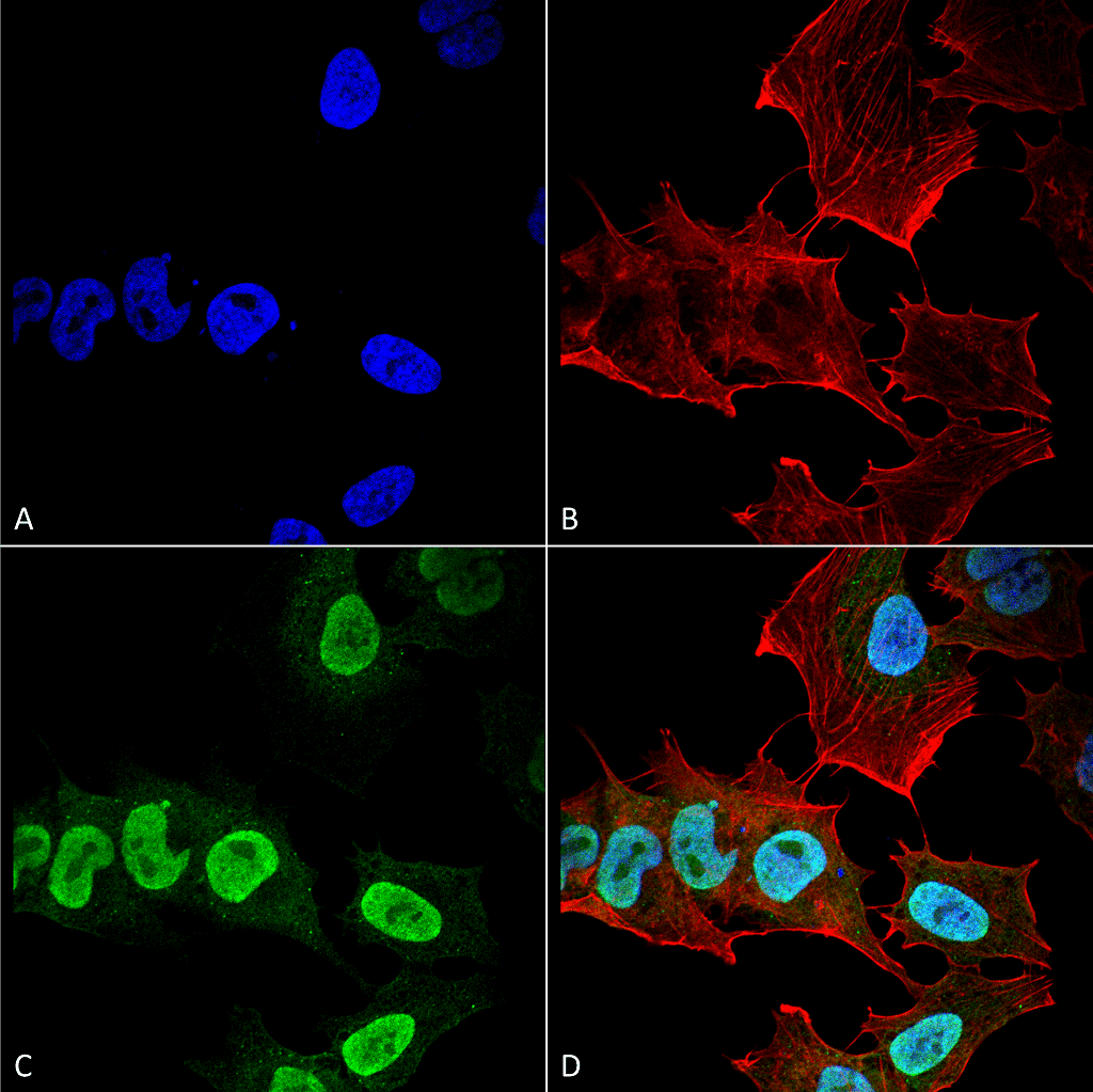 SNCA / Alpha-Synuclein Antibody (clone 10H7, PerCP)