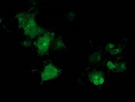 Monoclonal Mouse anti-Human MGRN1 Antibody (clone OTI1E12, IF, WB)