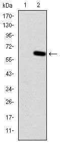 HFE Antibody (clone 3F1)