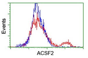 ACSF2 Antibody (clone OTI6E4, Carrier-free)