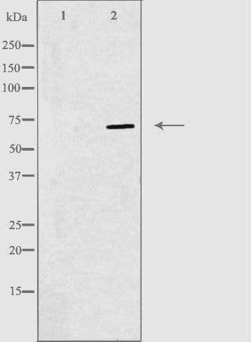 RPAP2 Antibody