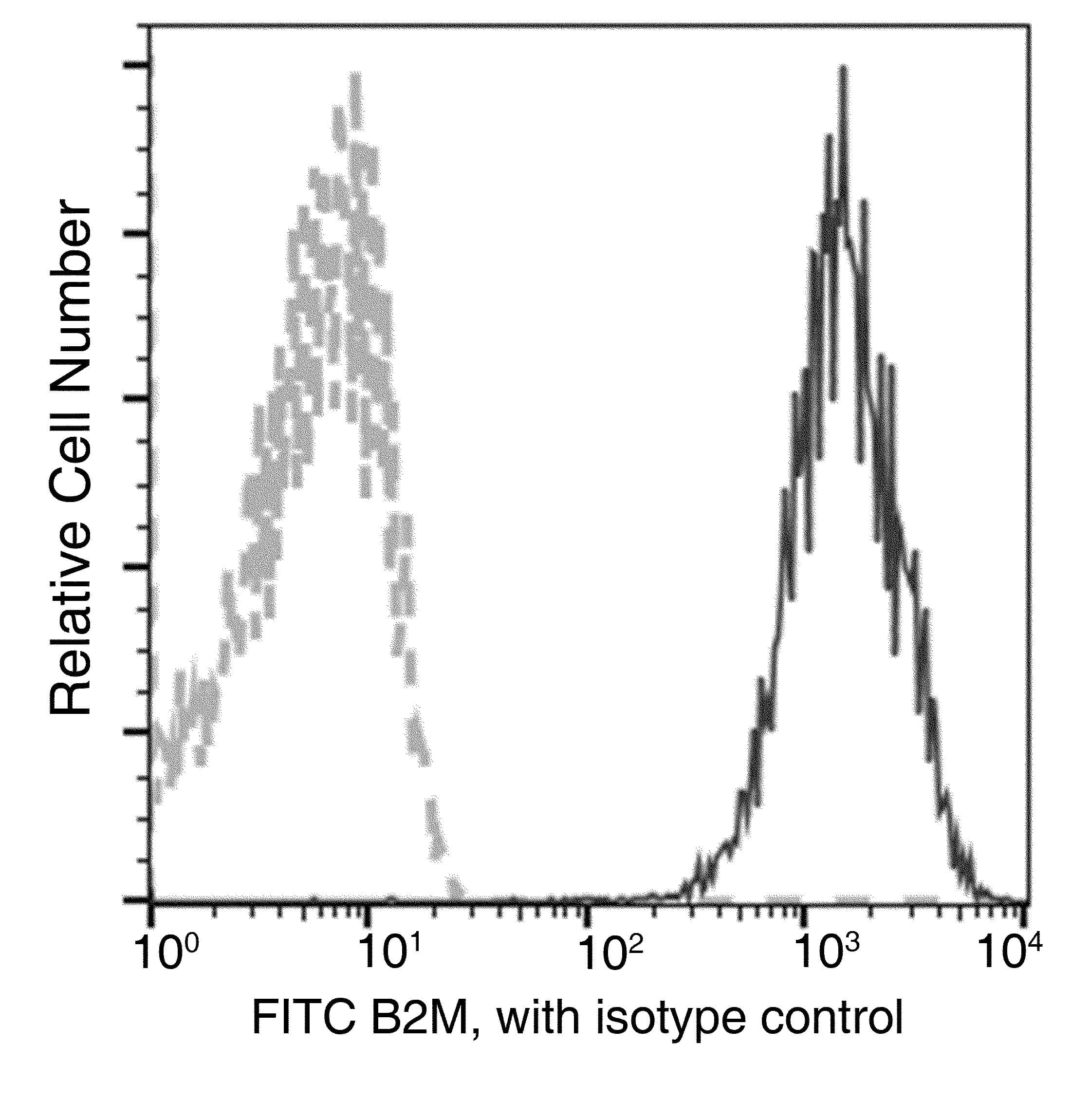B2M / Beta 2 Microglobulin Antibody (clone 35, FITC)