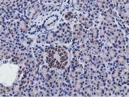 NT5DC1 Antibody (clone OTI2B12)