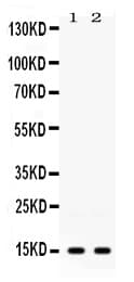 ISG15 Antibody
