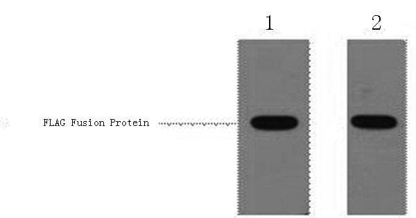 Flag Tag Antibody