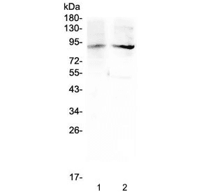 Polyclonal Rabbit anti-Human ERCC3 / XPB Antibody (WB)