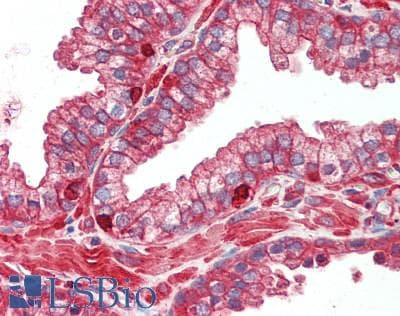 IHC-plus™ ACTB / Beta Actin Antibody (N-Terminus)