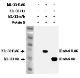 IL-33 Antibody (clone IL33305B)